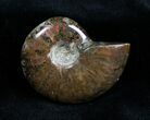 Inch Iridescent Red Ammonite Fossil #1348-1